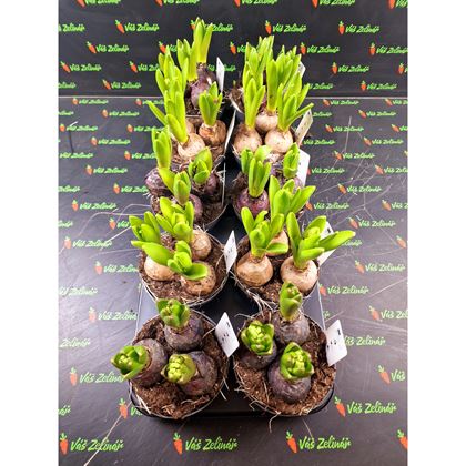 Hyacinthus 3cibulky, 48Kč, 10ks,  pot12,  NL