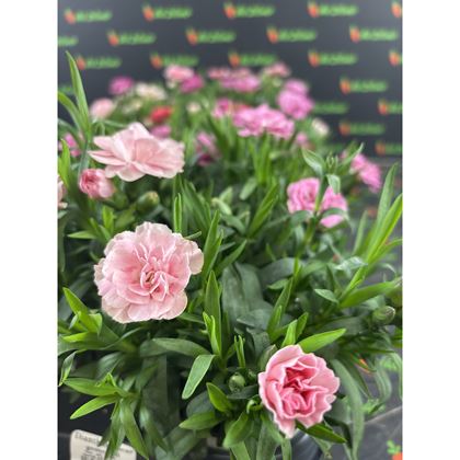 Dianthus Oscar gemengd 39kč, 18ks,  pot9