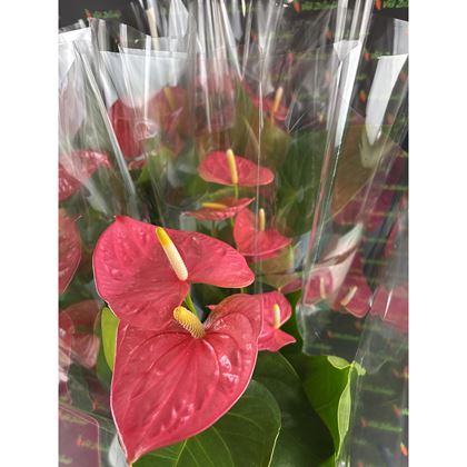 Anthurium Antheubp 290kč, 6ks, pot17, NL