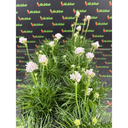 Armeria maritima 55kč, 8ks, pot13, NL