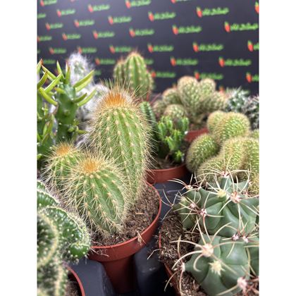 Cactus gemengd 45kč, 12ks, pot508, NL