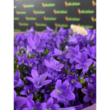 Campanula Blueone 75kč, 8ks, pot510, NL