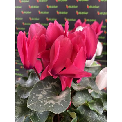 Cyclamen pers.  85kč, 3ks, pot13, NL