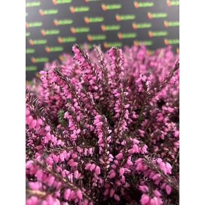 Erica darleyensis 45kč, 10ks, pot11, NL