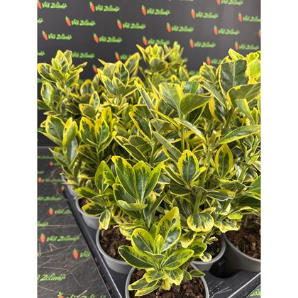 Euonymus japonicus 55kč, 11ks, pot510, NL