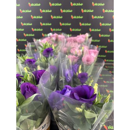 Eustoma russ. Bolero 80kč, 10ks, pot510, NL