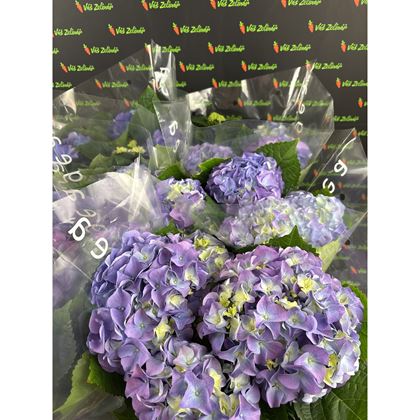 Hydrangea macr. Early Blue 160kč, 6ks, pot15, NL