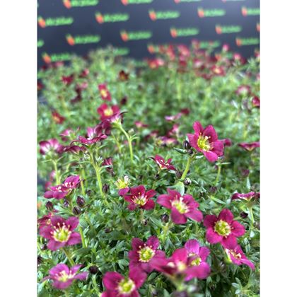 Saxifraga Marto Red 49kč, 6ks, pot512, NL