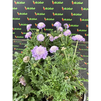 Scabiosa columbaria 55kč, 8ks, pot12, NL