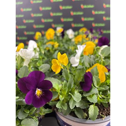 Viola tricolor 49kč, 8ks, pot13, NL