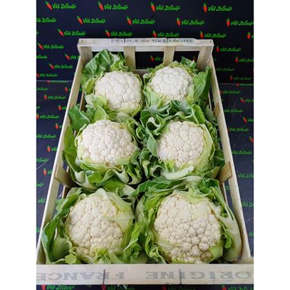 Květák Francie, 6ks