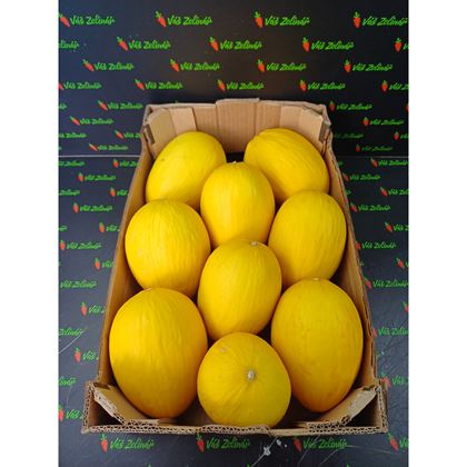 Meloun žlutý Honey Dew, 9ks