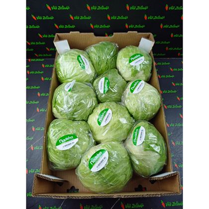 Salát ledový 450+, 10ks