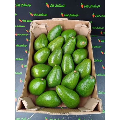 Avocado Fuerte 18, CAT I