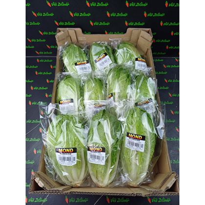 Salát římský, 10ks