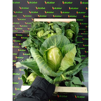 Zelí špičaté rané, 12ks