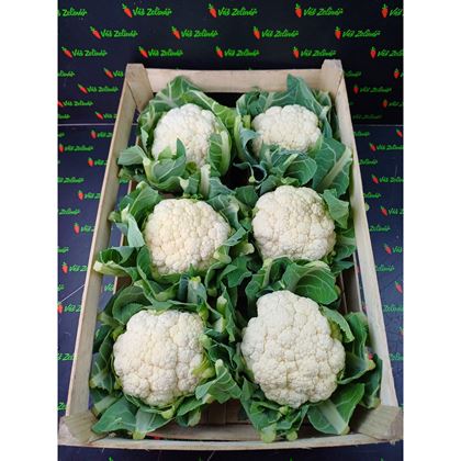 Květák, 6ks Polsko