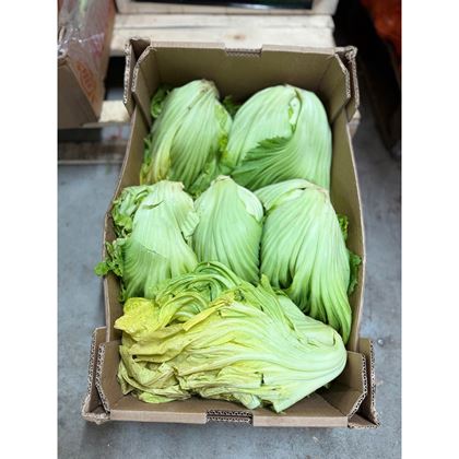 Kai Choi - Čínská hořčice, 6kg - SLEVA