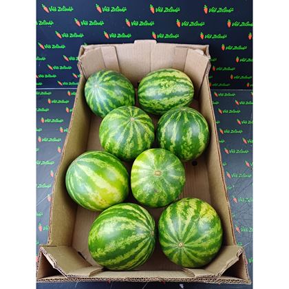 Meloun vodní bezsemenný, 8ks