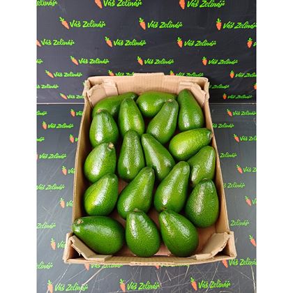 Avocado Zutano, 18 ks