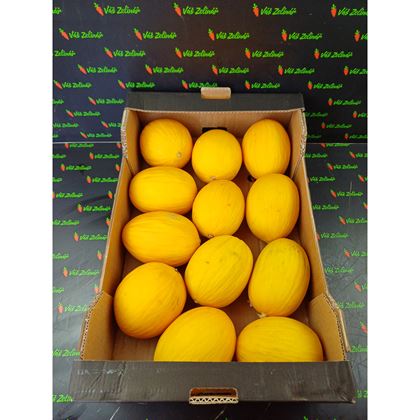 Meloun žlutý Honey Dew, 12ks