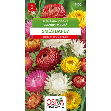 Osiva - Smil listenatý-Helichrysum bracteatum, 10ks